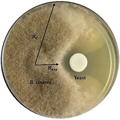 Antifungal activity of non-conventional yeasts against Botrytis cinerea and non-Botrytis grape bunch rot fungi